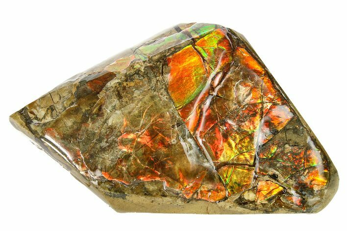 Iridescent Ammolite (Fossil Ammonite Shell) - Rainbow Colors #293359